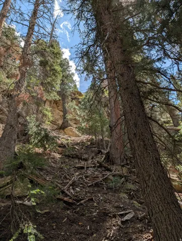 Abundant mature evergreen trees, mountainous part of the property.