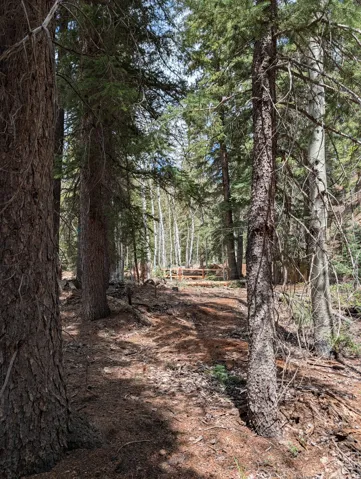 Wooded property with mature pine and aspen trees, featuring a clear pathway