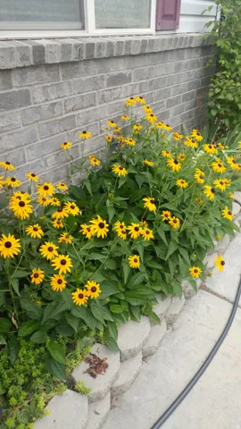 Flowers throughout the yard