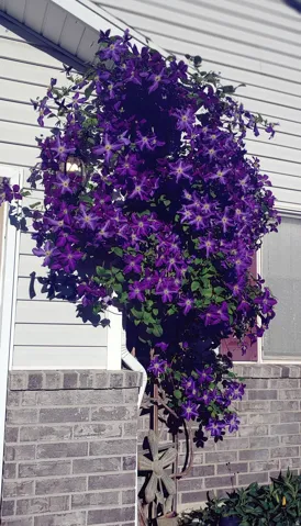 Flowers throughout the yard