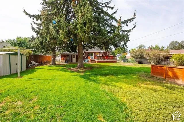 Expansive backyard featuring a mature evergreen tree, lush manicured lawn, and metal fencing