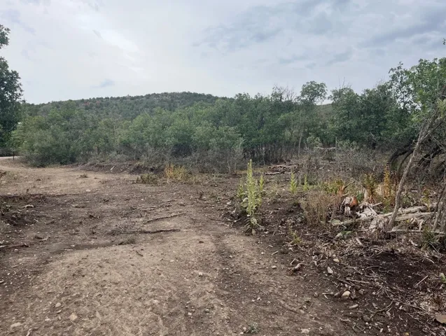 Expansive undeveloped land featuring mature trees and natural vegetation