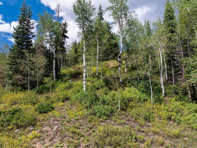 Wooded hillside property featuring a mix of mature coniferous and deciduous trees, including aspens