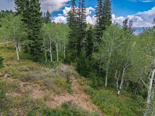 Natural terrain with diverse foliage including aspen and evergreen trees