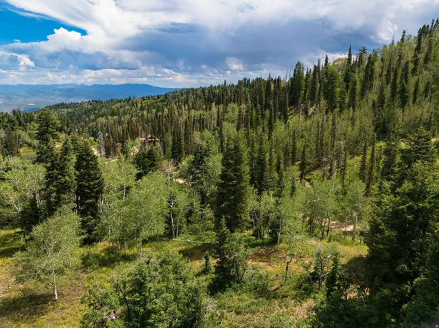 Expansive forested acreage featuring dense coniferous and mixed hardwood stands with natural understory vegetation