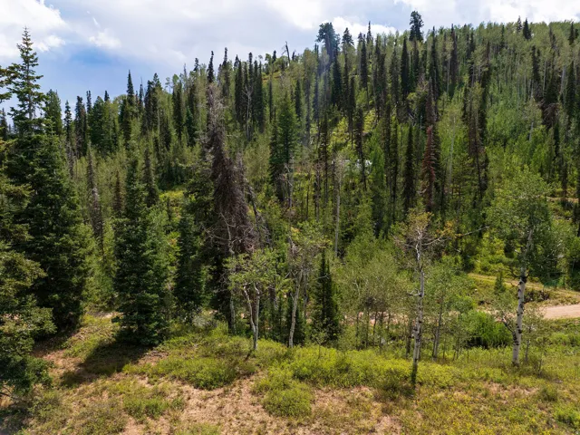Mature evergreen trees and deciduous foliage on a sloped landscape