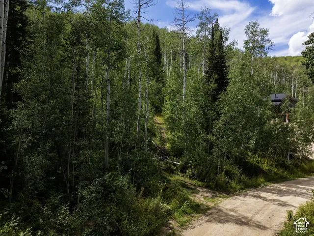 Wooded hillside with mature deciduous and evergreen trees