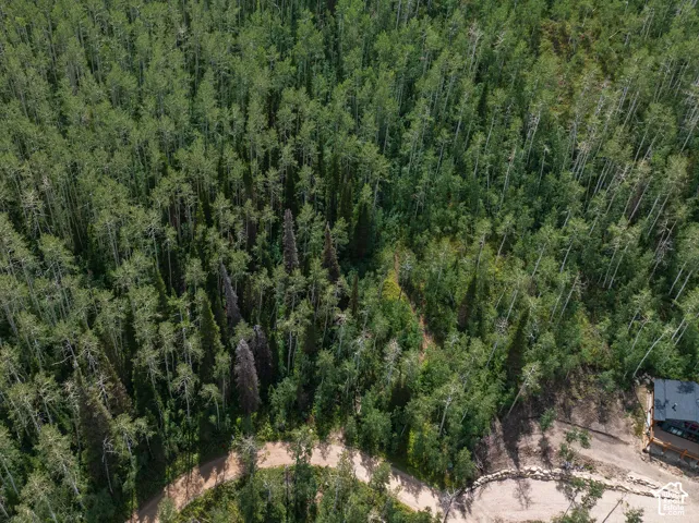 Lush, mature tree coverage surrounds a dirt pathway