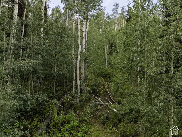 Dense woodland featuring mature aspen trees and varied undergrowth