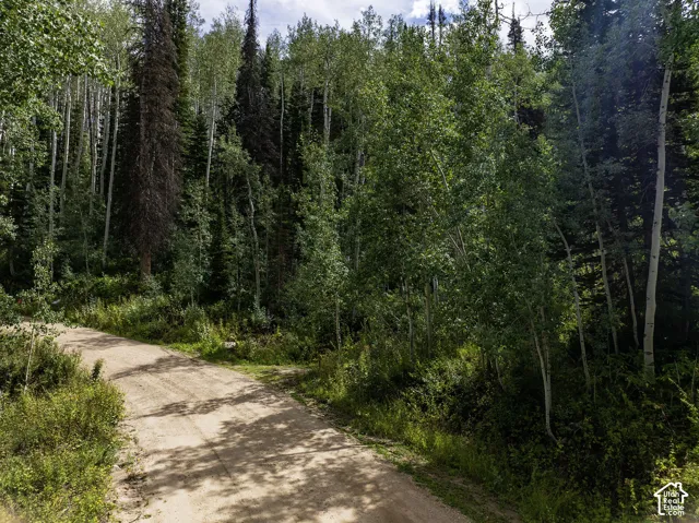 Wooded lot featuring mature deciduous and evergreen trees, with a natural unpaved road