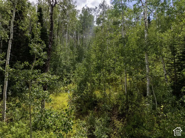 Mature trees and lush foliage define this expansive natural landscape