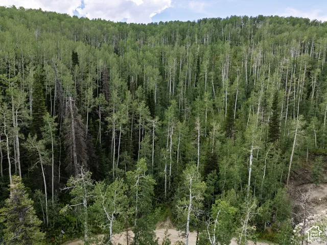 Dense woodland with varied tree species and natural terrain
