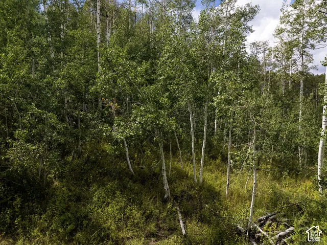 Dense forest with mature deciduous trees and undergrowth