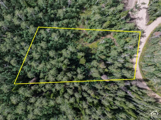 Wooded lot with mature trees and direct road access