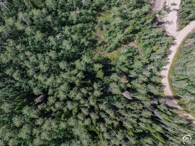 Expansive wooded acreage featuring dense tree coverage and a natural unpaved road