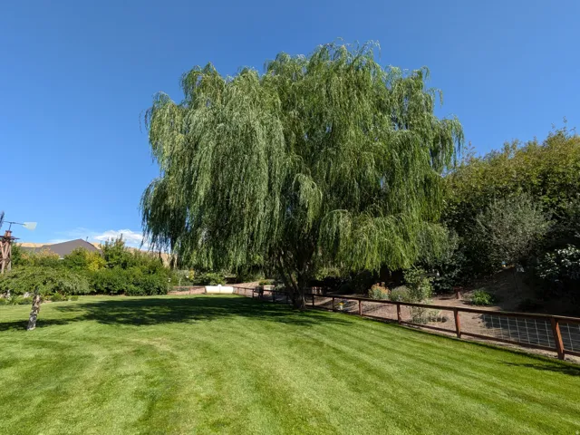 Expansive lawn with mature willow tree and wood-and-wire fencing