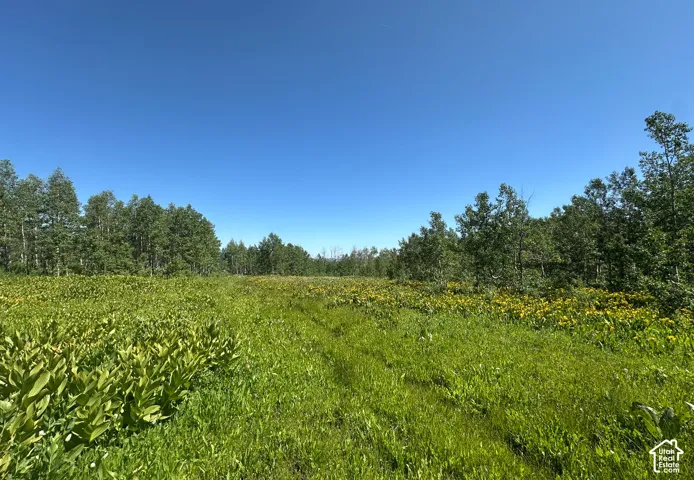 Large meadow on property in the spring