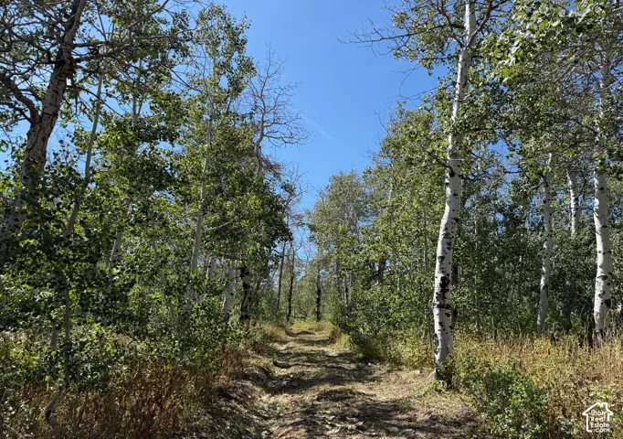 Driveway headed up to flattened area