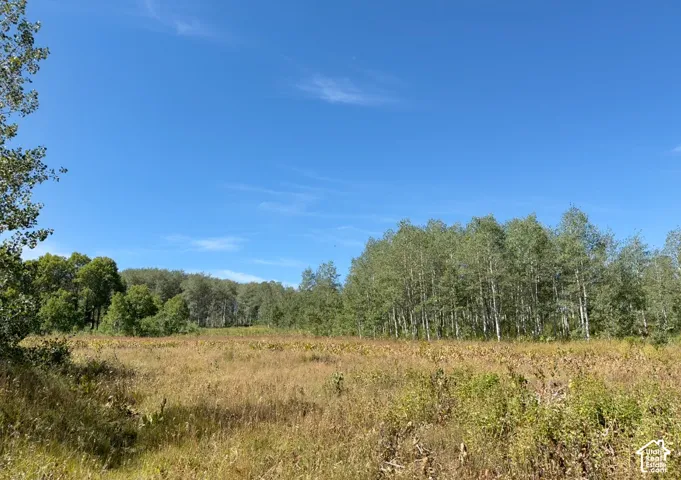 Large meadow on property in the summer