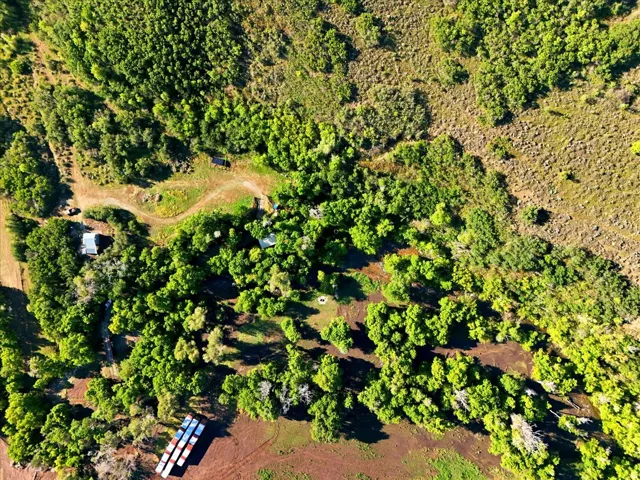 Expansive wooded acreage with a mix of dense and sparse tree coverage