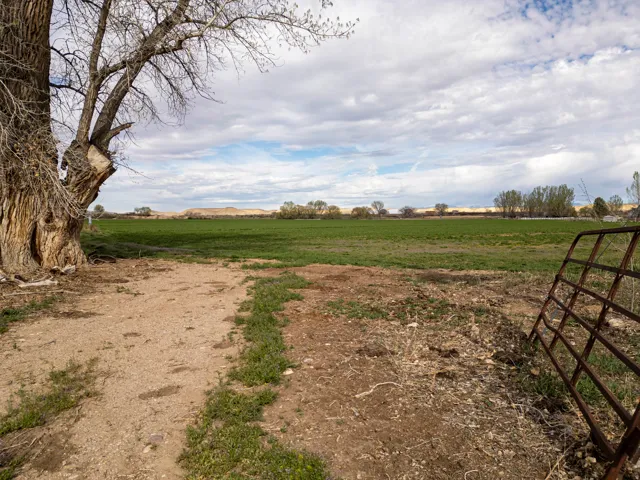 Expansive green field with natural landscaping and mature trees
