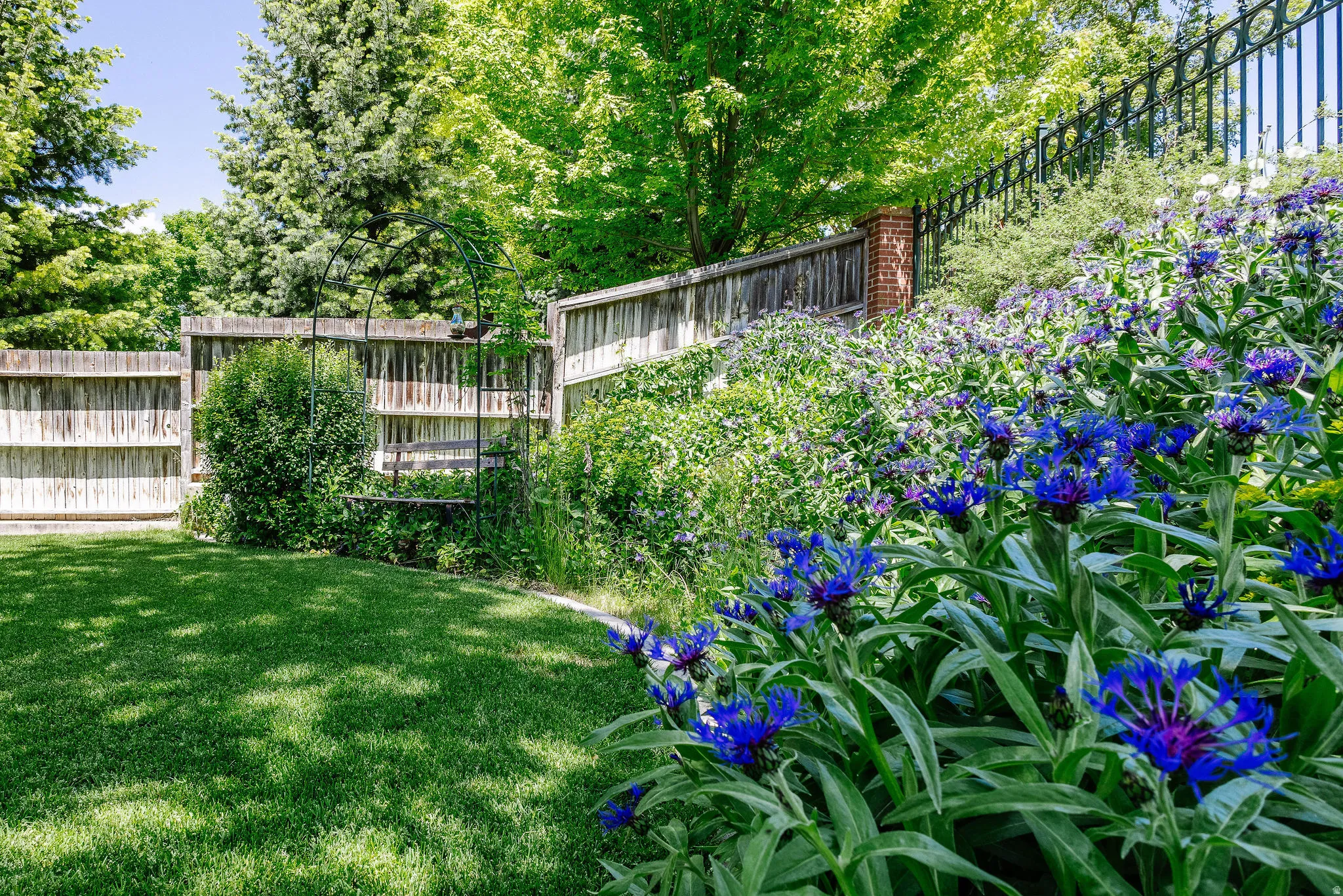 Expansive green lawn bordered by a wood fence, mature trees, vibrant blue floral landscaping, and a decorative metal arbor