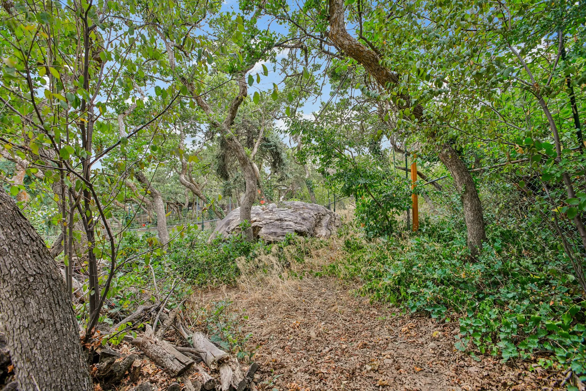 Wooded terrain featuring mature trees, diverse foliage, and natural ground cover