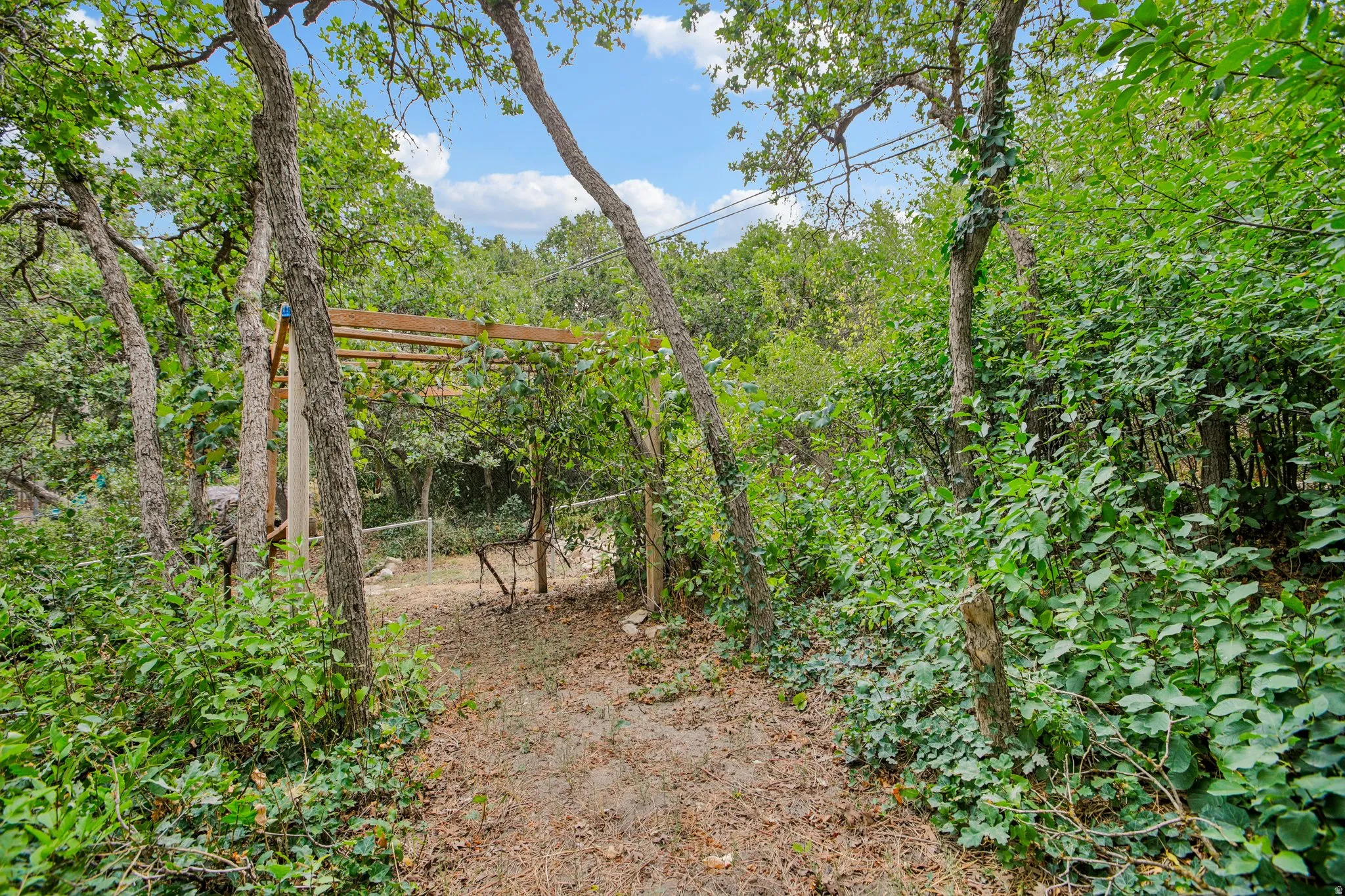 Wood pergola structure surrounded by mature trees and lush natural landscaping