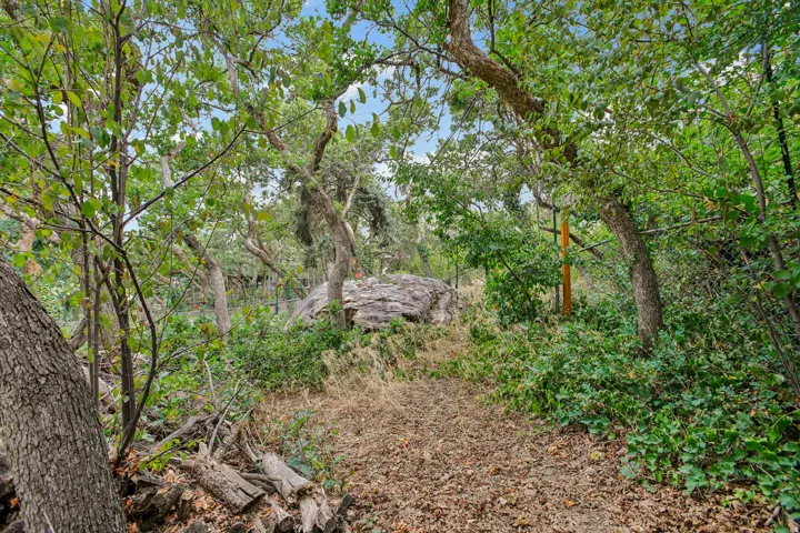 Wooded terrain featuring mature trees, diverse foliage, and natural ground cover