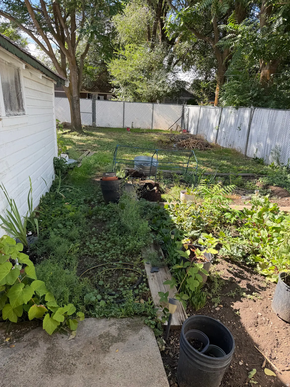Expansive backyard featuring a chain-link fence, concrete patio, mature trees, and garden areas