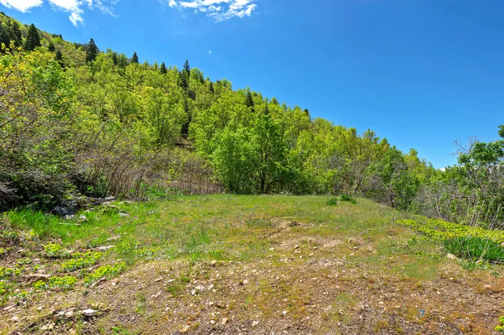 Expansive undeveloped lot with natural ground cover, surrounded by dense foliage and mature trees