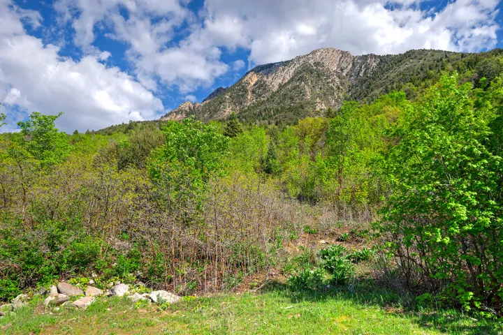 Mountain backdrop featuring a varied treeline