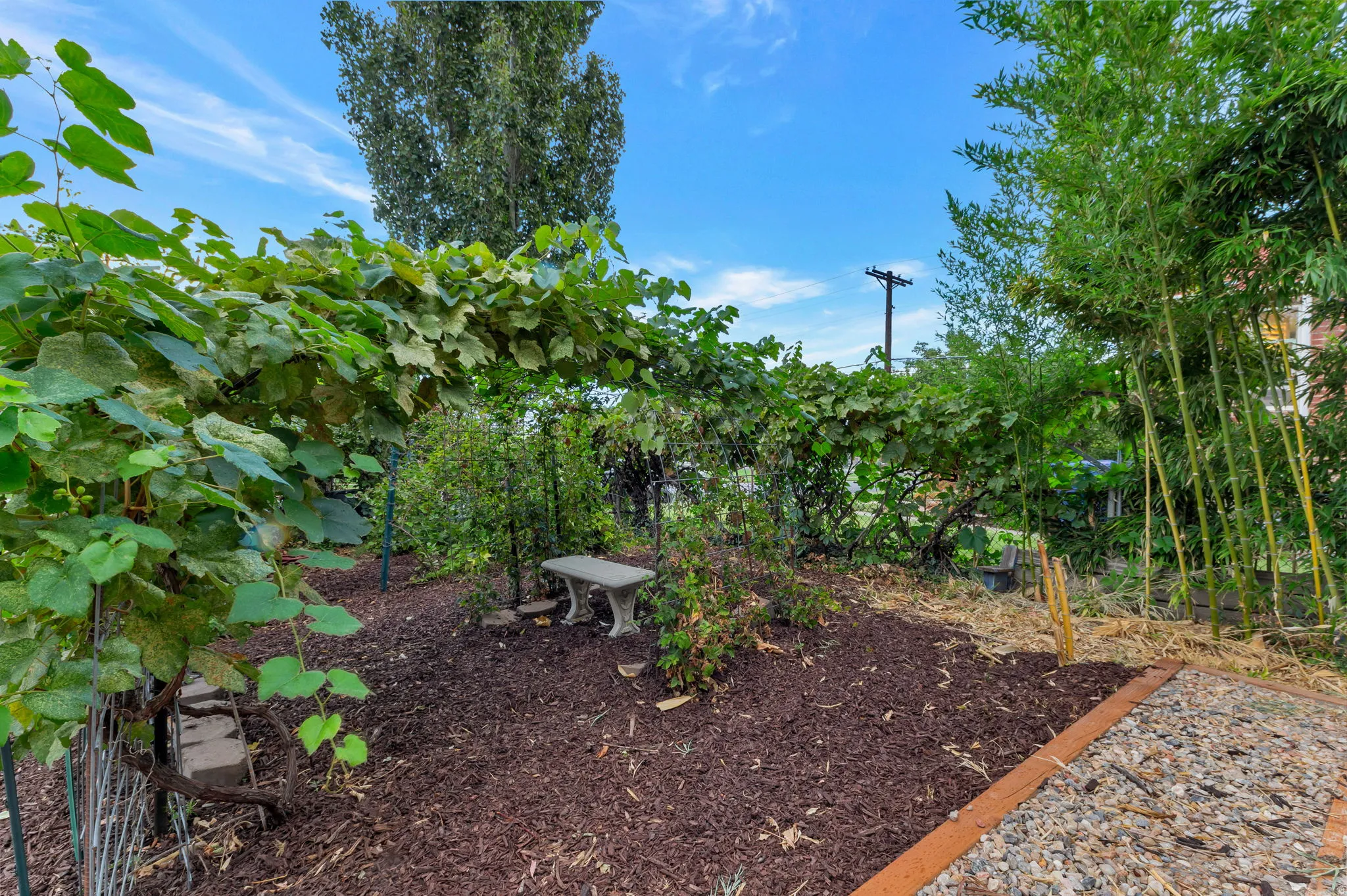 Expansive garden area featuring a mature vine-covered arbor, natural mulch ground cover, tall bamboo plantings, and a stone garden bench