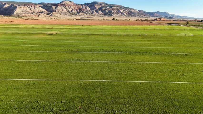 Expansive agricultural field with a green crop, defined by horizontal rows and a clear irrigation system