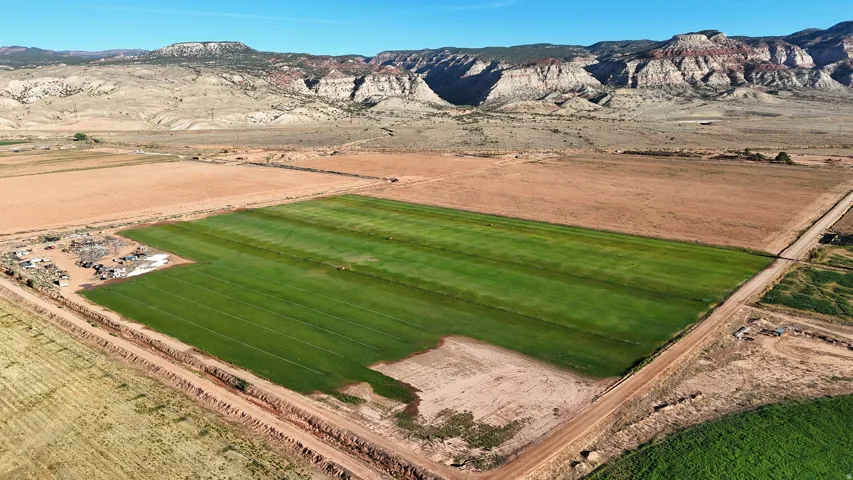 Expansive cultivated field with distinct green rows, bordered by a dirt access road