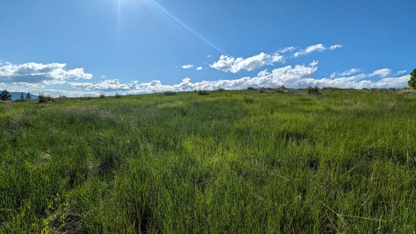 Expansive open land with natural green growth and a clear blue sky overhead