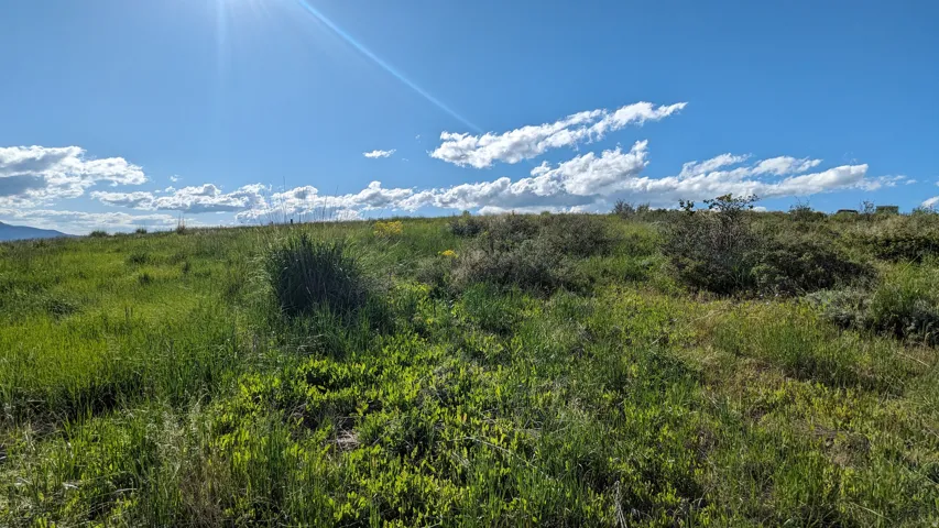 Expansive open land with varied green foliage and clear skies