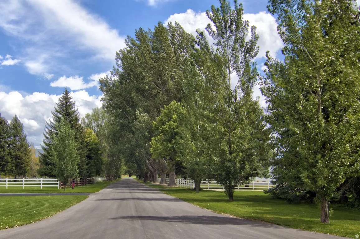 Paved driveway lined with mature deciduous trees, expansive grassy areas, and white ranch-style fencing