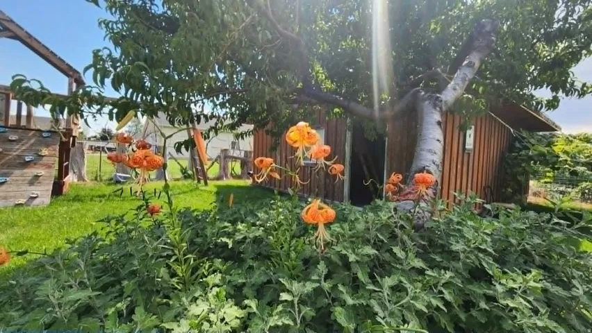Grassed yard area featuring mature trees and established plantings