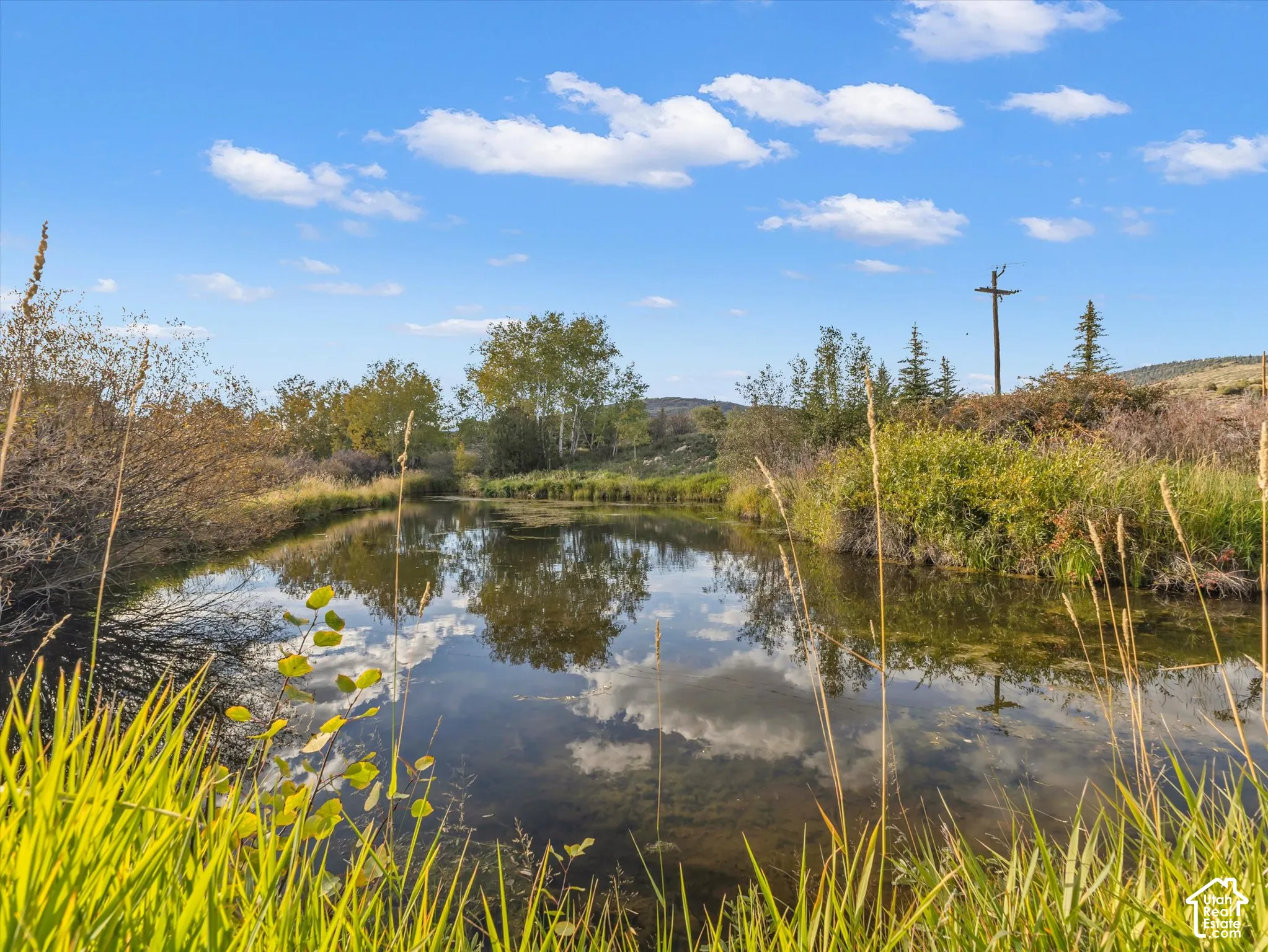Natural water feature surrounded by dense vegetation