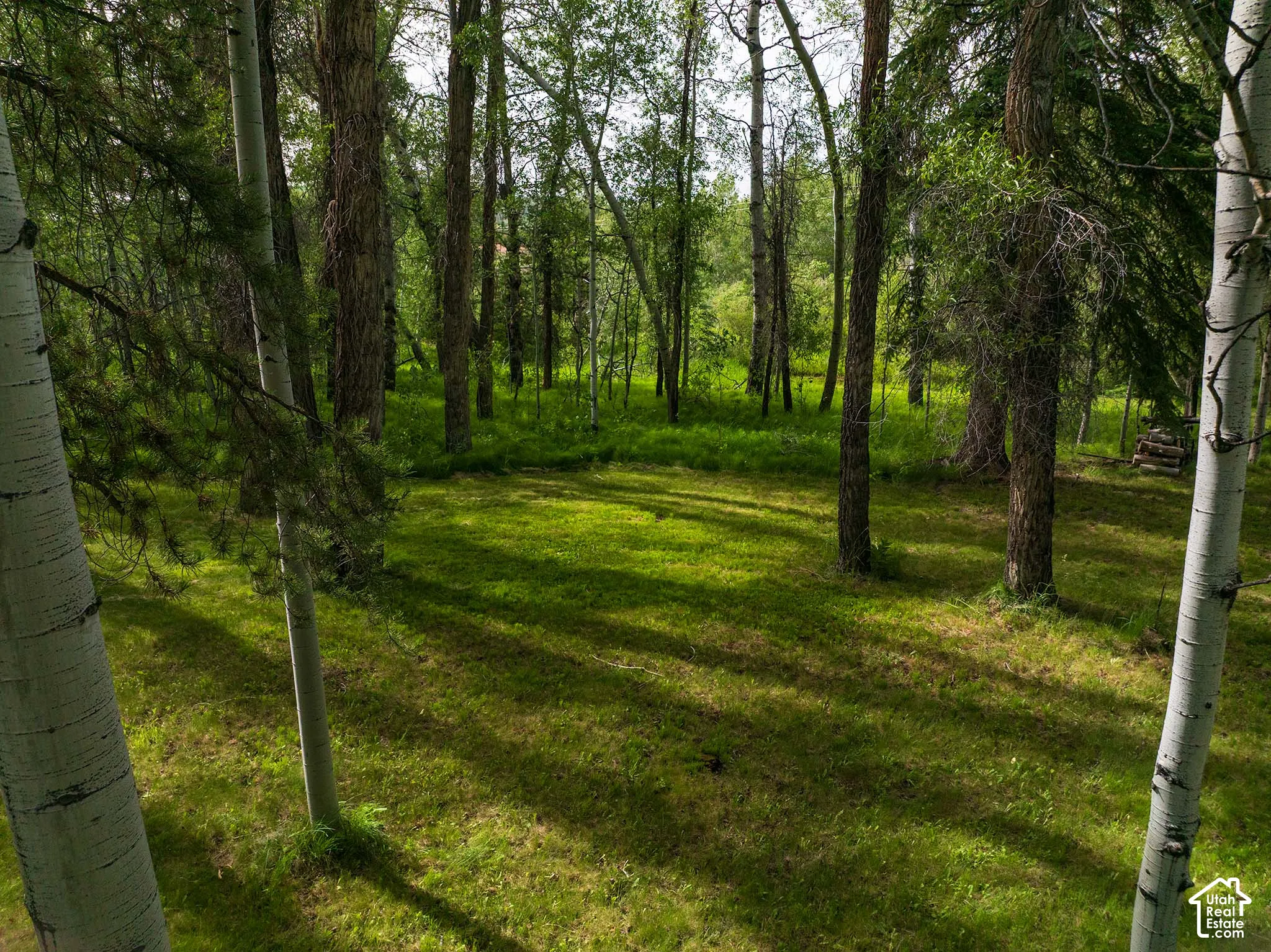 Expansive natural landscape featuring mature trees and a grassy clearing