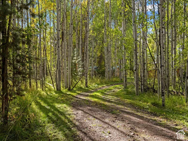 Wooded property featuring a natural path, mature aspen trees, and green foliage