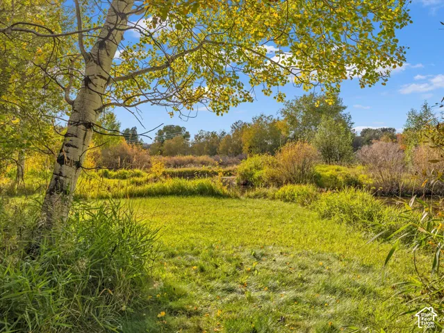 Expansive grassy terrain with mature trees and natural vegetation