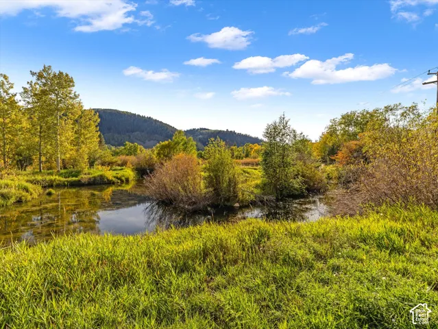 Expansive natural landscape featuring mature trees, diverse foliage, and a serene body of water