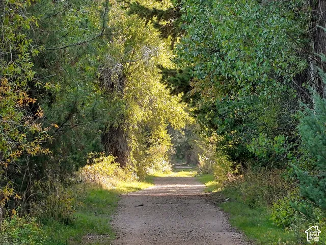 Gravel pathway bordered by mature trees and varied foliage