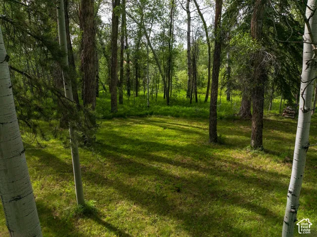 Expansive natural landscape featuring mature trees and a grassy clearing