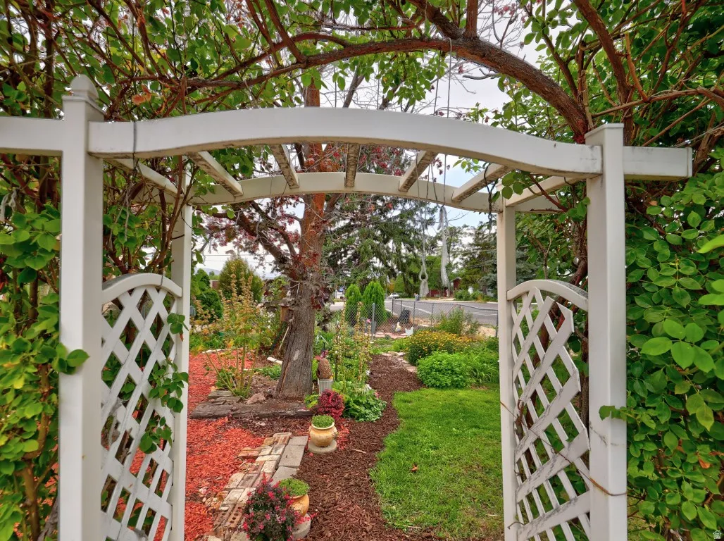 Trellis covered with mature wild roses