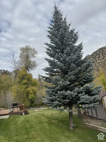Outdoor space featuring a mature spruce tree, tiered wood deck, and mountain terrain backdrop