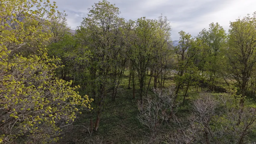 Wooded lot featuring mature trees and natural vegetation