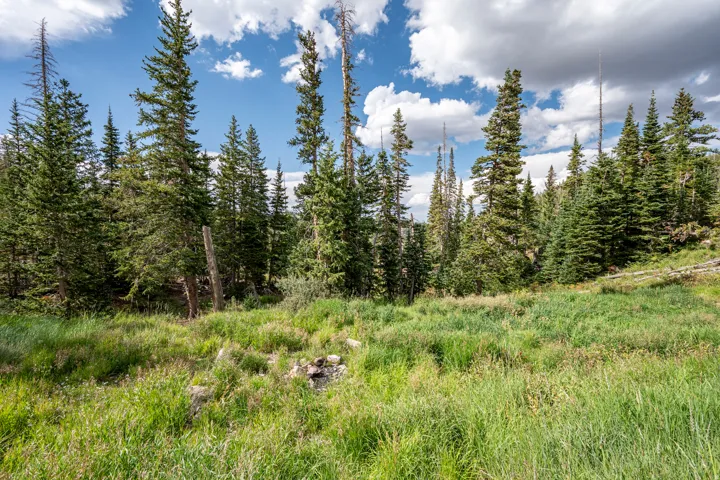 Expansive natural landscape with varied mature evergreen trees and a ground cover of natural grasses